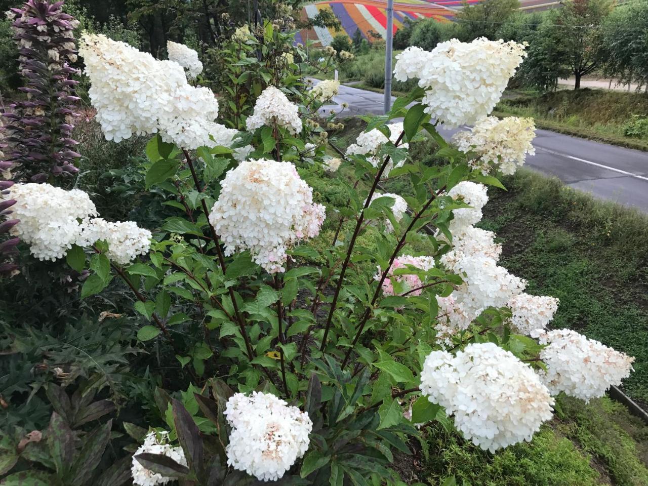Affittacamere Ritz Garden Niji Biei Esterno foto